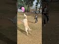 Dog playing balloon cricket  shorts lakdikikathi