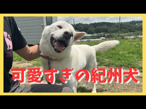 可愛すぎる紀州犬 北斗の今日❤️