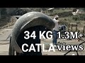 34 KG big Katla (Catla) pani me tayer kar pakda katla machli