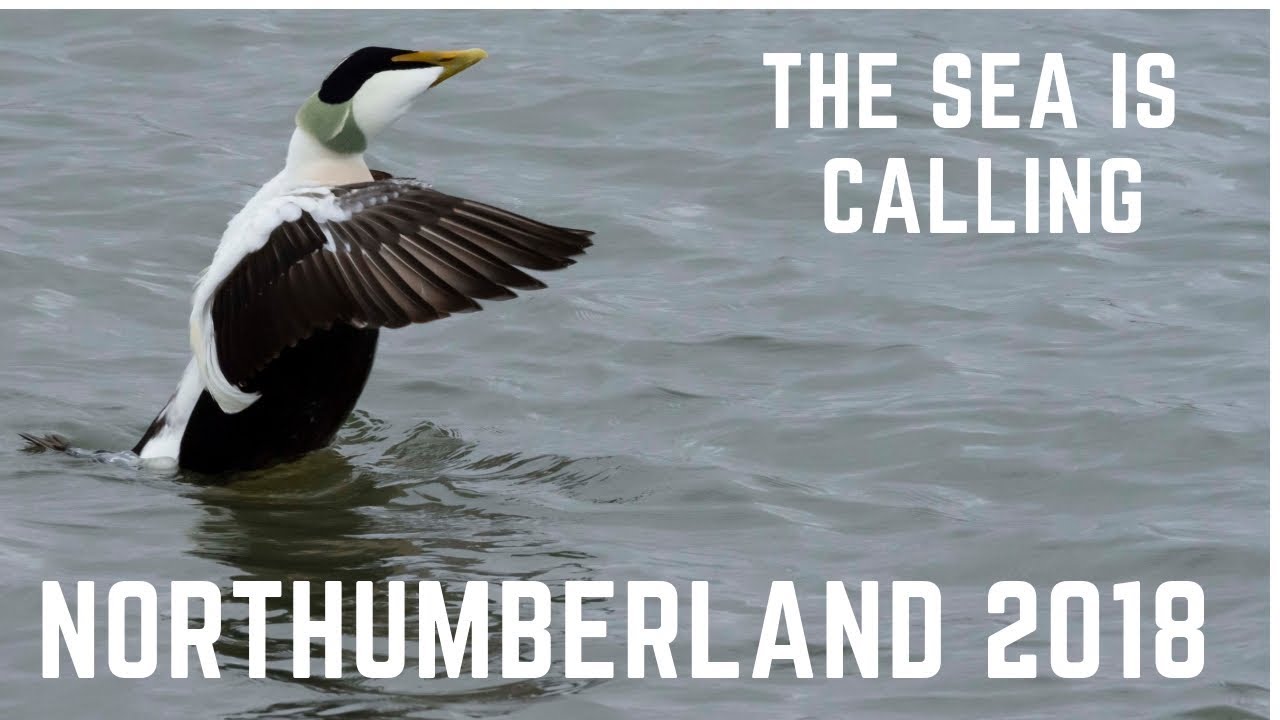 Northumberland Ep 1 The sea is calling 