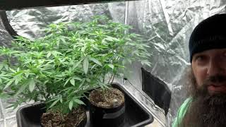 Did I Over Fertilize???   Let’s Find Out!