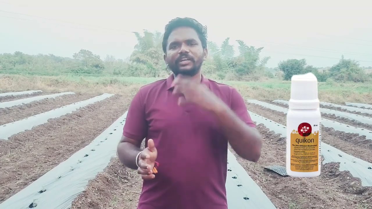 #quikon (Biostimulant) பழம் மற்றும் காய்கறி பயிர்களின் வளர்ச்சி ஊக்கி