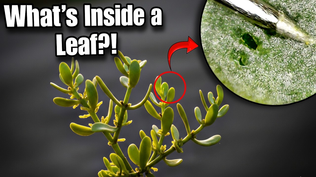 The Microscopic Art Hidden in Every Plant Leaf
