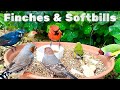Finch Aviary with Softbills | Aviary Birds | Bird Sounds | 4K #finch #bird #birds #birdsounds