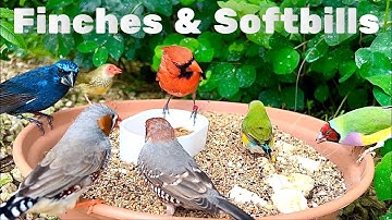Finch Aviary with Softbills | Aviary Birds | Bird Sounds | 4K #finch #bird #birds #birdsounds