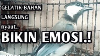 pancingan gelatik batu bahan, gelatik batu bahan pasti nyaut, 17/2/2021