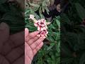 Perawatan Adenium Supaya Rajin Berbunga #adenium #desertrose #adeniumbonsai #adeniumgrafting