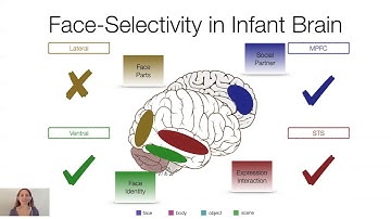Face Selectivity in Infant Brain- Heather Kosakowski