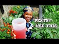 STOP PESTS NATURALLY In Your Garden With Just 3 Ingredients.