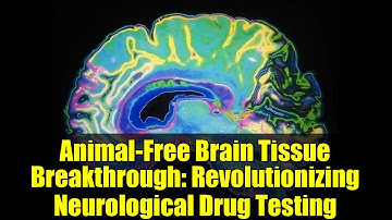 Animal-Free Brain Tissue Breakthrough: Revolutionizing Neurological Drug Testing