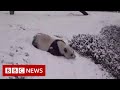 Pandas sliding in the snow - BBC News