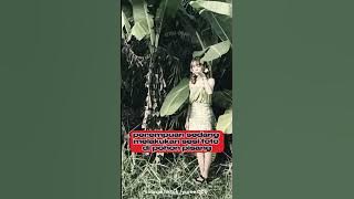 Penampakan Hantu di Pohon Pisang #ketikamalam #penampakan