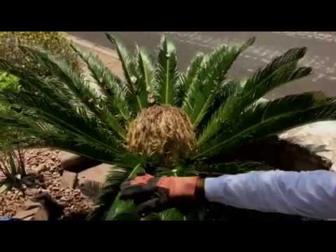 How to Transplant Sago Palm