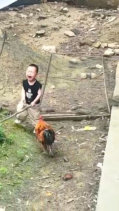 Ulah Ayam Bikin Anak Nangis