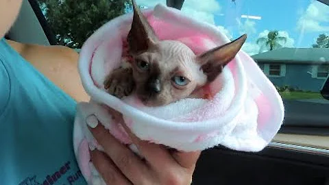 Video 4110721: hairless cat meets, hairless cat babies
