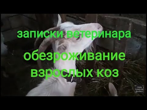 Записки ветеринара. Обезроживание взрослых коз. Процесс, ошибки, результат.