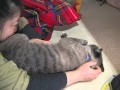 【Jean 0290】ママに甘えるジャンくん　元野良猫の保護里親記録 Jean, a former stray cat.
