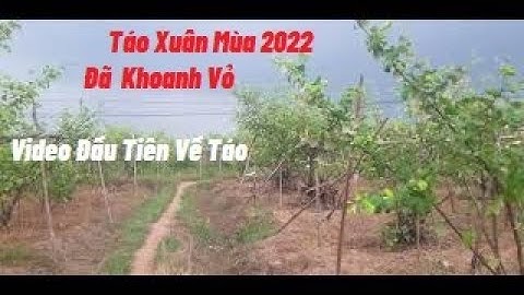 Táo Xuân Mùa 2022 Đã Khoanh Vỏ Nhé Các Bác l Núi Đồi Lục Ngạn