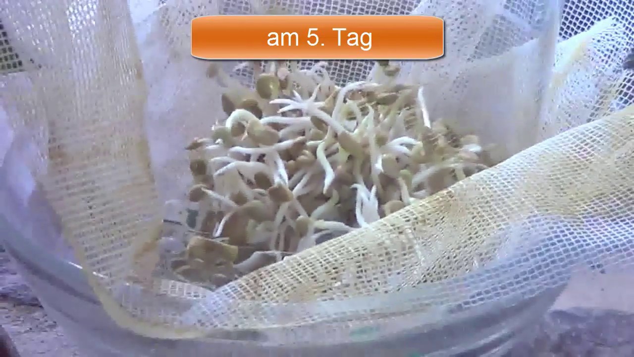 Sprossen selbst gemacht (Sprösslinge, Keimlinge) - Bockshornklee