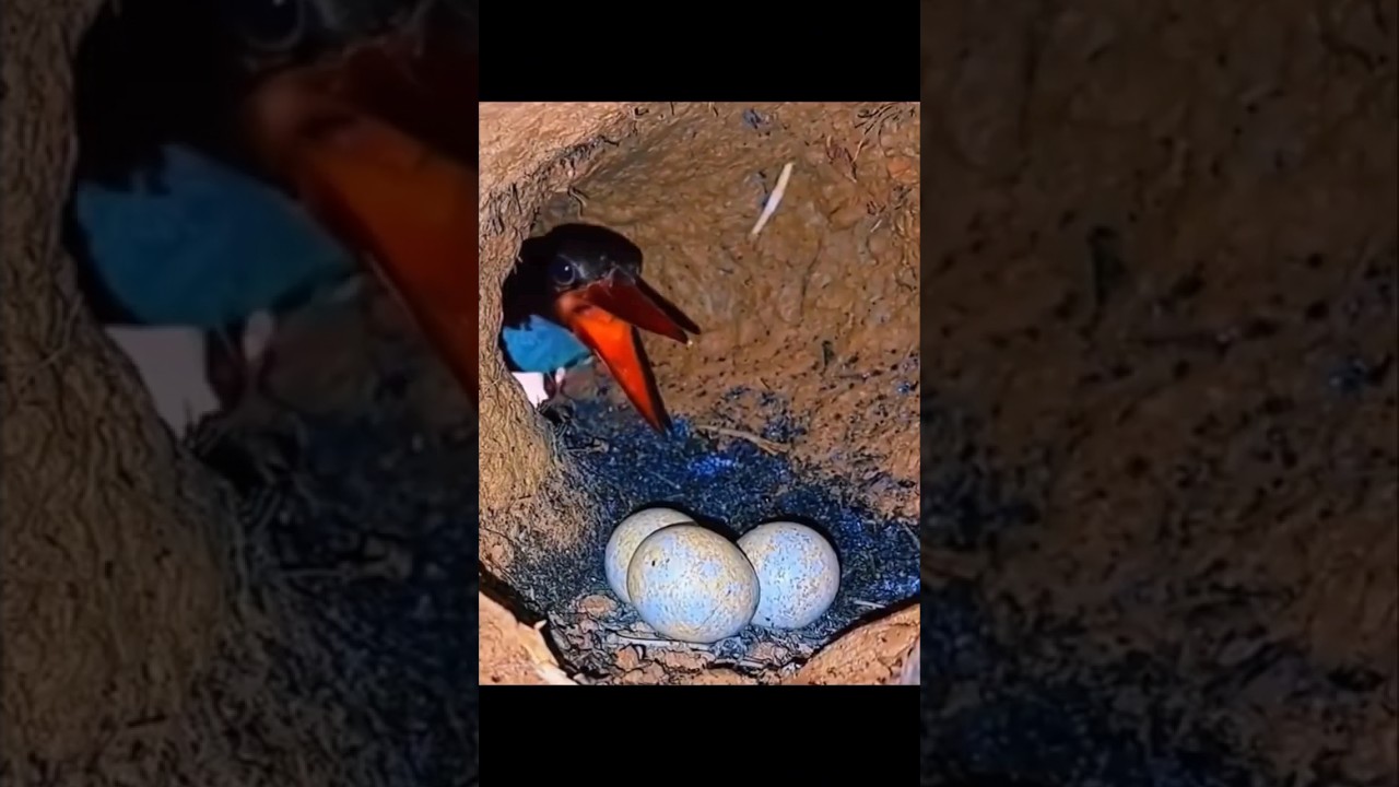 Kingfisher bird nest and its three eggs! 