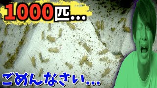 【1000匹以上】コオロギを増やしすぎました...(ヨーロッパイエコオロギ飼育幼虫編)