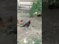 #aseel lakha with hen in free range