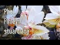 Phal. Finleyi/stuartiana. Обзор орхидеи.