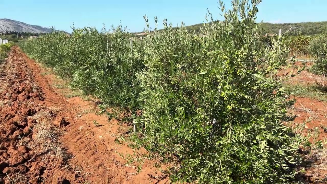 Maslinarski vlog 29.9.2025. - Garmica (Todolivo i-15) 💚