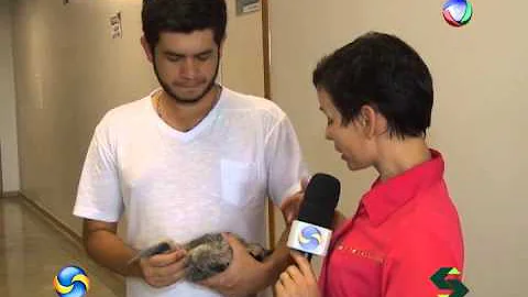 Como alimentar um filhote de curicaca?