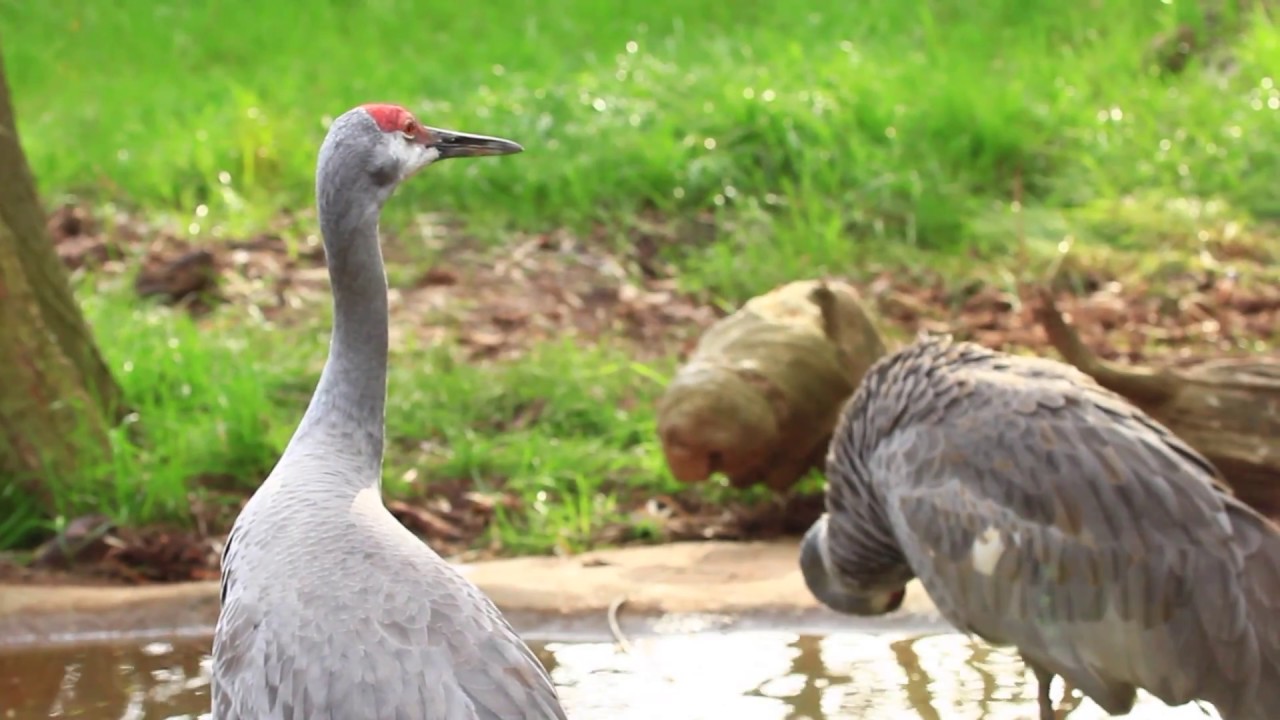 Florida Sandhill Crane