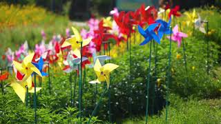 Pinwheel | Upbeat Music for Study, Work, Relaxation & Stress Relief screenshot 4
