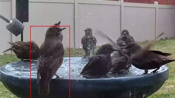 Reolink Captures: Be Happy! Like the Birds