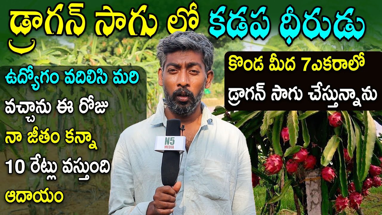 Success Story Of Kadapa Dragon Fruit Farm Maheswar Reddy | Dragon Fruit Farming at Hills | N5 Media
