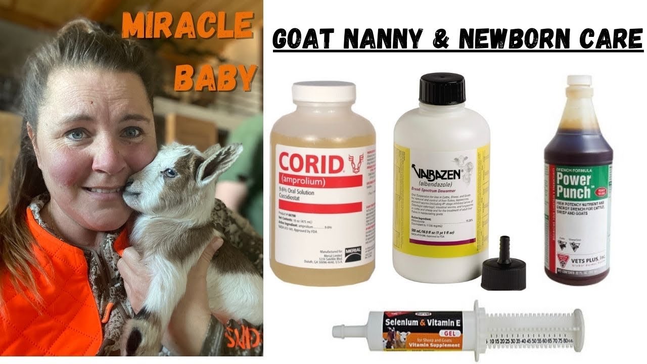 Miracle Baby Goat After Loss Newborn Baby Goat Kid Care & Nanny Goat