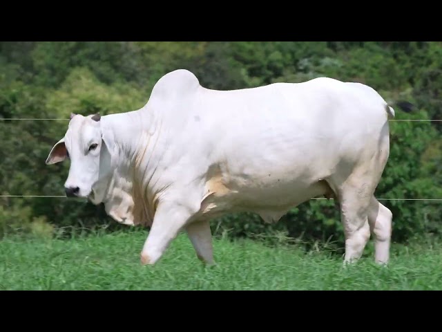 Lote 32   Leilão Virtual Super Nelore 3 Edicao