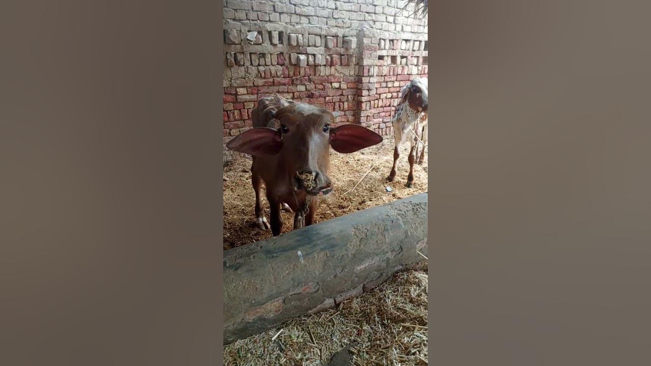 sadaf ki buance Buffalo - YouTube