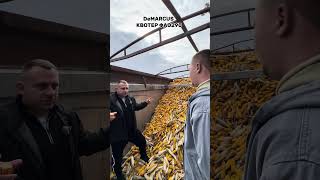 #automobile #ротоватор #farming #агротехнологии #agriculture #агробізнес #agro #соняшник
