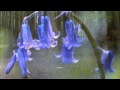 David Wahler - Hyacinthus (HQ)