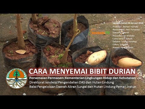 Nasi Pulen Sambal Pete Lamtoro Angkringan Pamotan Youtube