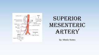 Superior mesenteric artery  anatomy, branches, arterial supply, clinical relevance