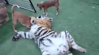 Тигр Играется С Собаками (Приколы С Животными, Веселые Видео, Собаки 2018, Позитив)