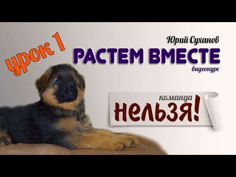 [Урок 1] Как отучить щенка КУСАТЬСЯ