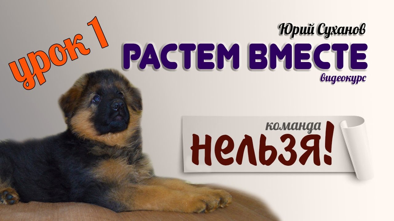 как наказать щенка немецкой овчарки