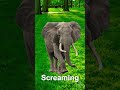 Elephant Noise Sound Effects