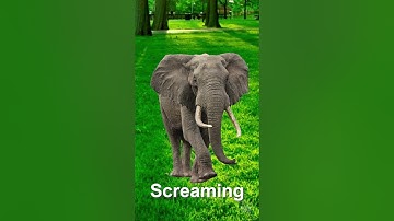 Elephant Noise Sound Effects
