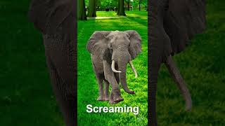 Elephant Noise Sound Effects screenshot 4