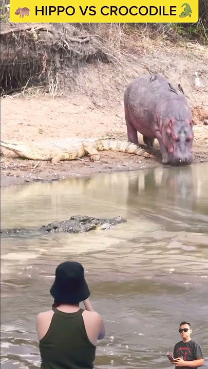 HIPPO VS CROCODILE : A hippo scares crocodiles