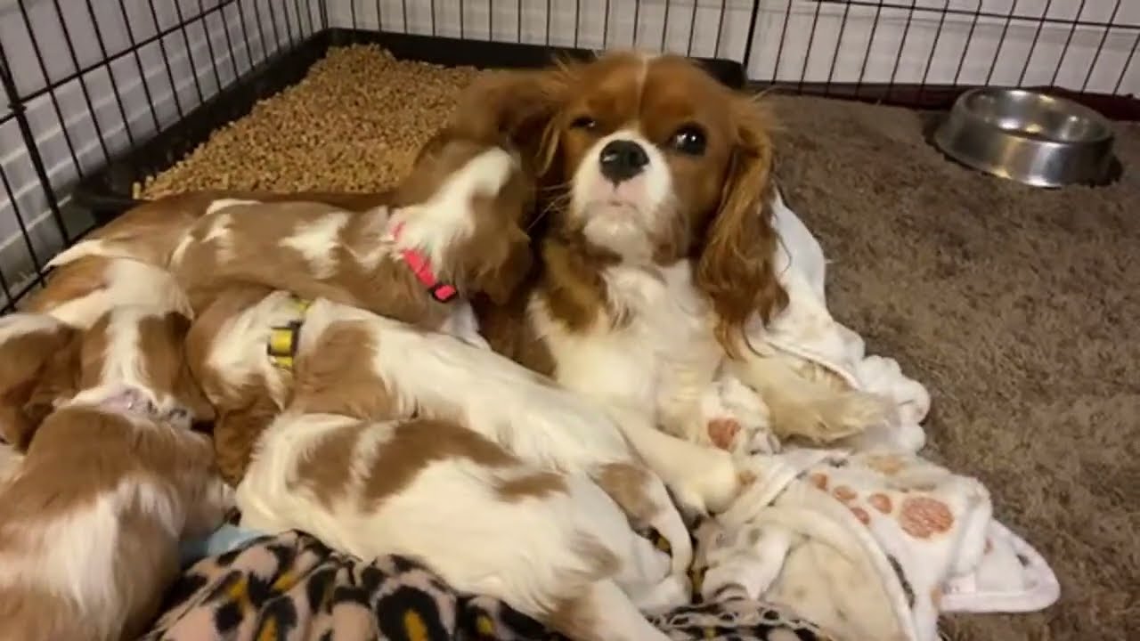 Cute Cavalier Puppies Learn to Bark, Howl, and Play