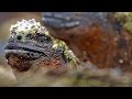 Evolutionary Biology Concepts