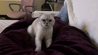 🐱 ASMR Cute Cat Kneading and Purring - Melts Your ❤️ 🐱 screenshot 3